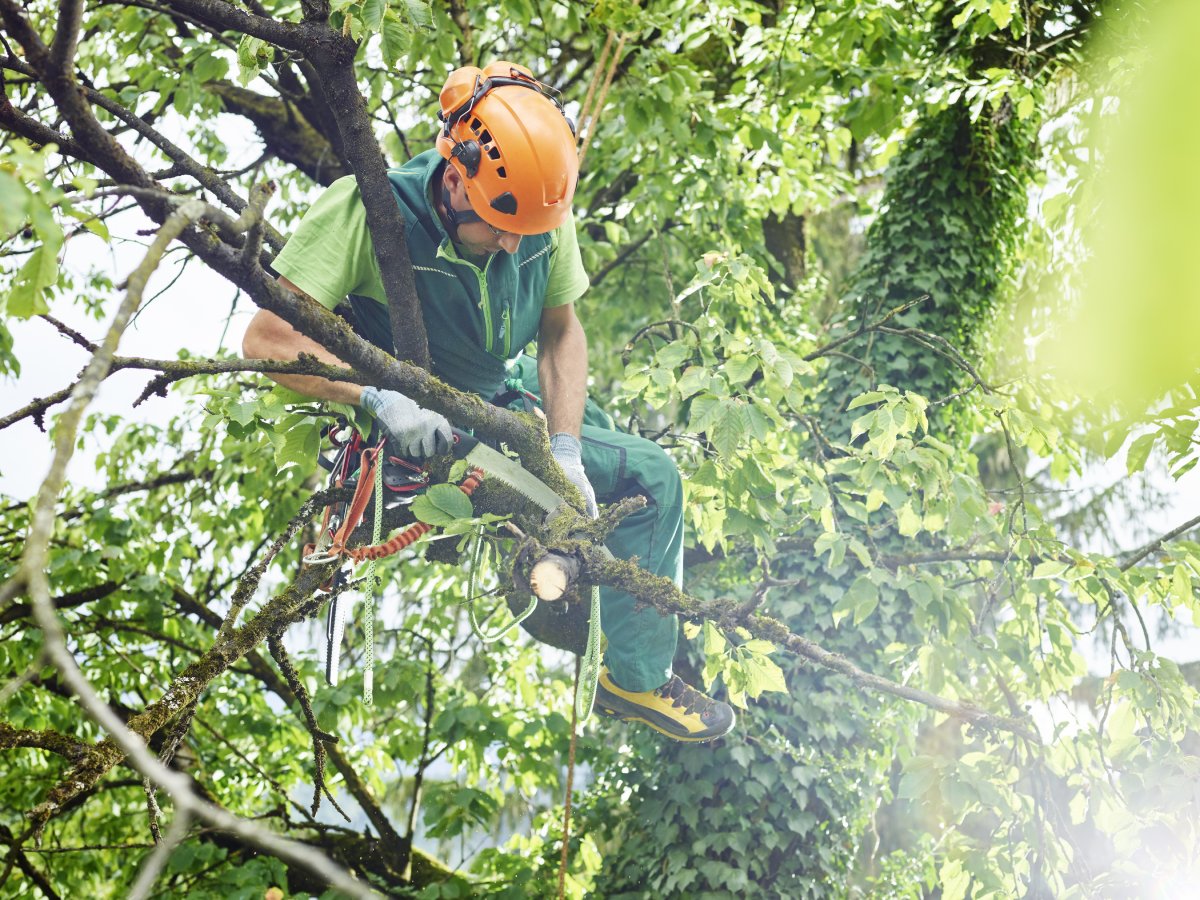 What is tree management