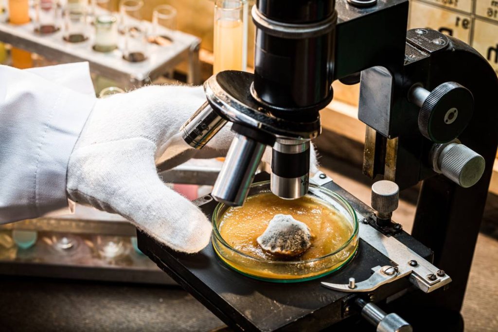 Chemical laboratory during the mold test. Practical chemistry classes.