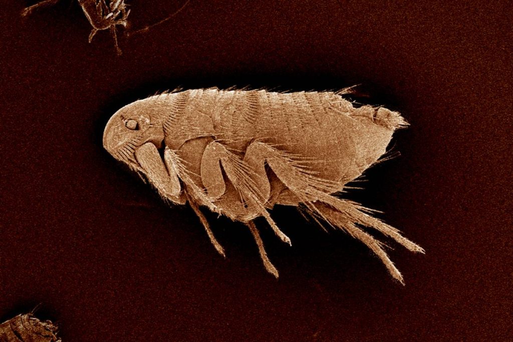 A flea, Siphonaptera SEM