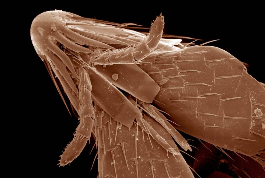 Head and mouth parts of flea, Siphonaptera SEM