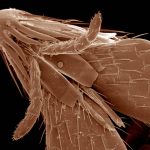 Head and mouth parts of flea, Siphonaptera SEM