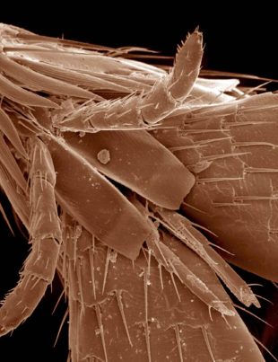 Head and mouth parts of flea, Siphonaptera SEM