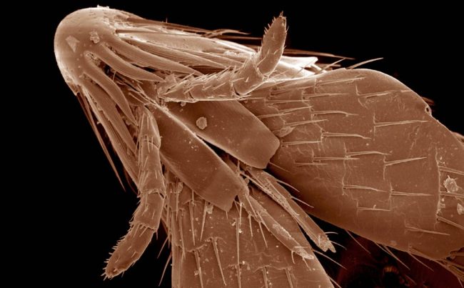 Head and mouth parts of flea, Siphonaptera SEM