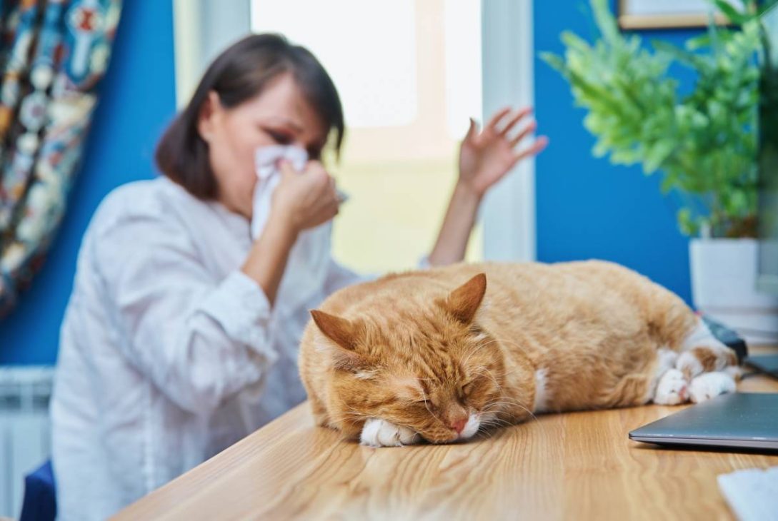 Woman allergic to pet fur, female coughing sneezing in napkin, working at home office at computer with cat lying on table. Allergy to animal fur concept