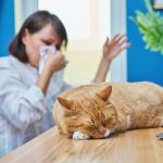 Woman allergic to pet fur, female coughing sneezing in napkin, working at home office at computer with cat lying on table. Allergy to animal fur concept