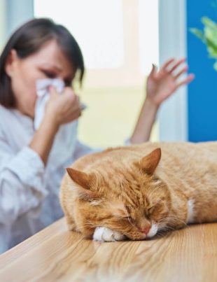 Woman allergic to pet fur, female coughing sneezing in napkin, working at home office at computer with cat lying on table. Allergy to animal fur concept