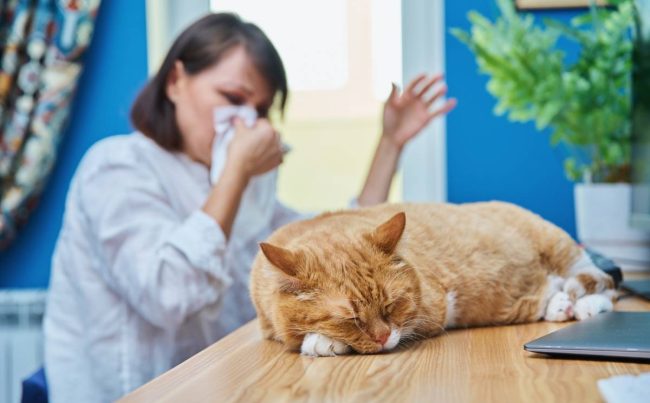 Woman allergic to pet fur, female coughing sneezing in napkin, working at home office at computer with cat lying on table. Allergy to animal fur concept