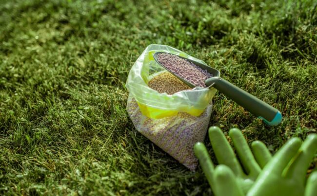 Fertilizer for grass growth in granules with gloves and scoop on the grass