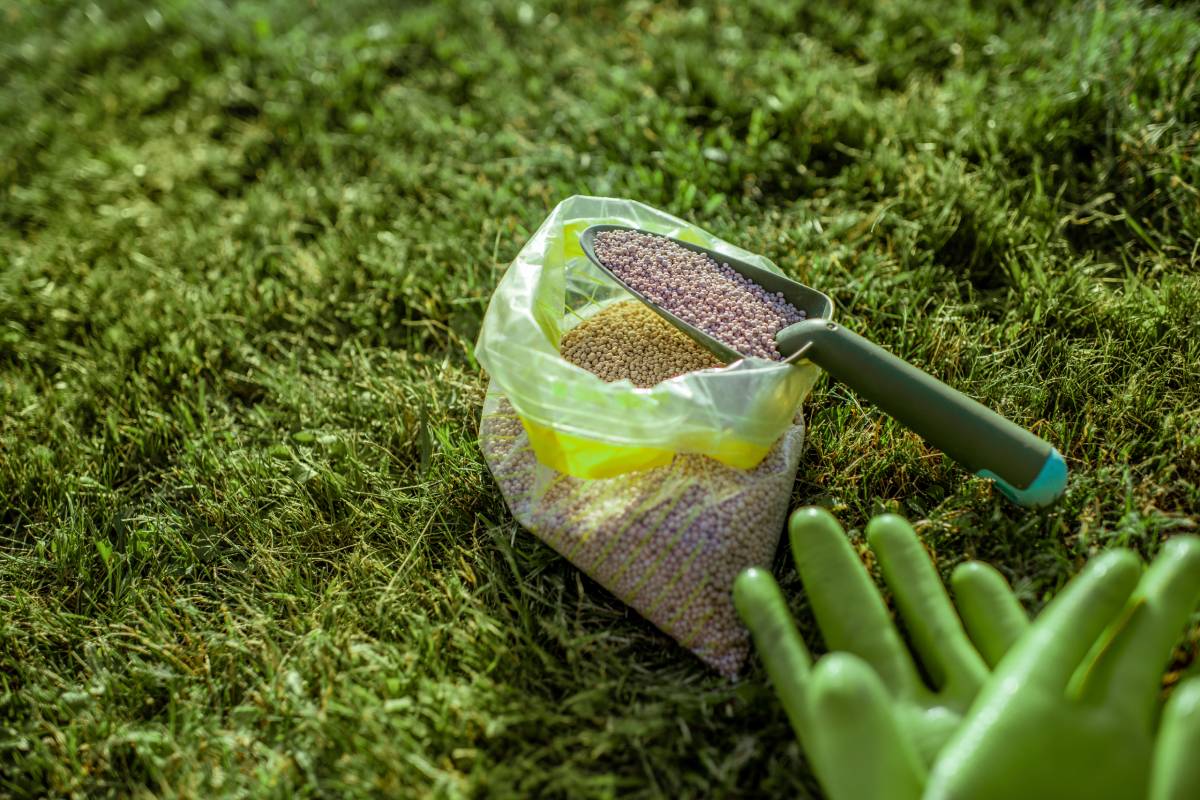 When to Mow New Grass? How Often to Fertilise Your Lawn?