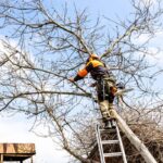 arborist saws old walnut tree over roof in country yard on sunny spring day