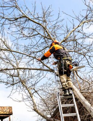arborist saws old walnut tree over roof in country yard on sunny spring day
