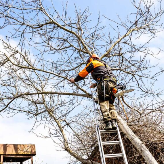 arborist saws old walnut tree over roof in country yard on sunny spring day