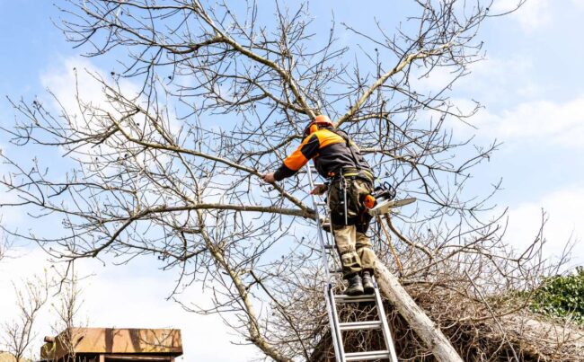 arborist saws old walnut tree over roof in country yard on sunny spring day